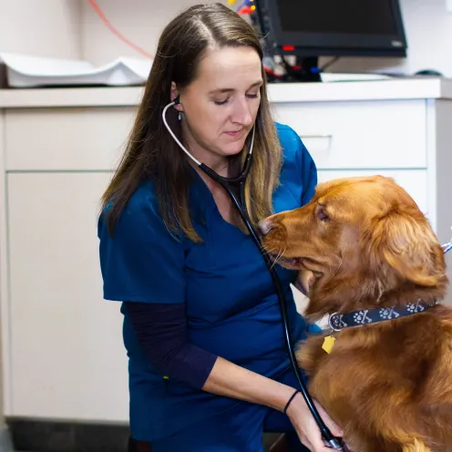 Poulsbo Marina Veterinary Clinic.  Two female nurses are doing a check up on a golden Labrador retriever's heart rate using a stethoscope.